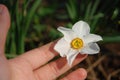 Narcissus in my hand