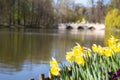 Narcissus near a lake in the park of Chopin Warsaw