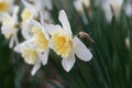 Narcissus with an orange cup and a white petal ring Royalty Free Stock Photo