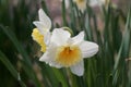 Narcissus with an orange cup and a white petal ring Royalty Free Stock Photo