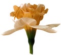 Narcissus orange flower isolated on white background with clipping path. Close-up. Side view. Royalty Free Stock Photo