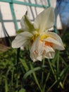 Narcissus from our Edem