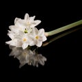 Narcissus papyraceus Royalty Free Stock Photo