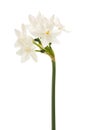 Narcissus papyraceus Royalty Free Stock Photo