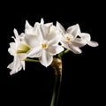 Narcissus papyraceus Royalty Free Stock Photo