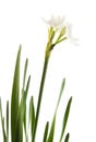 Narcissus papyraceus; Paperwhite; Royalty Free Stock Photo