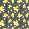 Narcissus pattern. Seamless vector pattern with daffodil flowers on transparent background