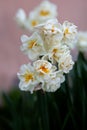 Narcissus plant beautiful white spring flower Royalty Free Stock Photo