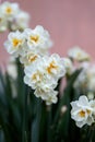 Narcissus plant beautiful white spring flower Royalty Free Stock Photo