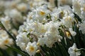 Narcissus plant beautiful white spring flower Royalty Free Stock Photo