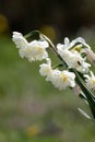 Narcissus plant beautiful white spring flower Royalty Free Stock Photo