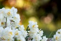 Narcissus plant beautiful white spring flower Royalty Free Stock Photo