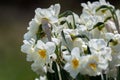 Narcissus plant beautiful white spring flower Royalty Free Stock Photo