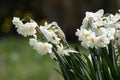 Narcissus plant beautiful white spring flower Royalty Free Stock Photo