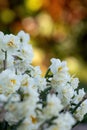 Narcissus plant beautiful white spring flower Royalty Free Stock Photo