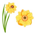 Narcissus plant and flower icons. Creative illustrations. Colorful sketch. Idea for decors, logo, patterns. Isolated vector Royalty Free Stock Photo