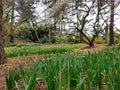 Narcissus, plum and cherry blossoms in Hallim park on Jeju-do