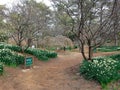 Narcissus, plum and cherry blossoms in Hallim park on Jeju-do