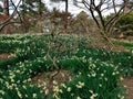 Narcissus, plum and cherry blossoms in Hallim park on Jeju-do