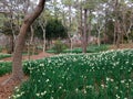 Narcissus, plum and cherry blossoms in Hallim park on Jeju-do