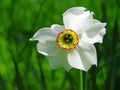 Narcissus poeticus flower