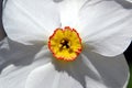 Narcissus poeticus  macro photo Royalty Free Stock Photo
