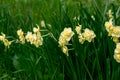 Narcissus poeticus yellow Cheerfulness blossoms in the garden in spring. Royalty Free Stock Photo