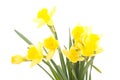 Narcissus pseudonarcissus Royalty Free Stock Photo