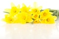 Narcissus pseudonarcissus Royalty Free Stock Photo