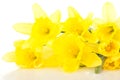 Narcissus pseudonarcissus Royalty Free Stock Photo