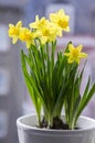 Narcissus pseudonarcissus in bloom, yellow daffodils Royalty Free Stock Photo