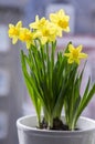 Narcissus pseudonarcissus in bloom, yellow daffodils