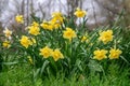 Narcissus pseudonarcissus blossoms in spring