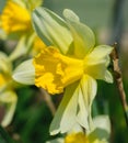 Narcissus pseudonarcissus commonly known as wild daffodil or Lent lily Royalty Free Stock Photo