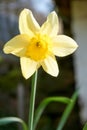 Narcissus pseudonarcissus commonly known as wild daffodil or Lent lily is a perennial flowering plant. Close up. Royalty Free Stock Photo