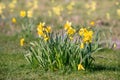 Narcissus pseudonarcissus flower blossoms in spring Royalty Free Stock Photo