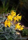 Narcissus pseudonarcissus flower blossoms in spring Royalty Free Stock Photo