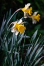 Close view of Narcissus pseudonarcissus blossoms in spring Royalty Free Stock Photo