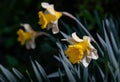 Close view of Narcissus pseudonarcissus blossoms in spring Royalty Free Stock Photo