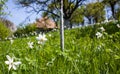 narcissus pseudonarcissus commonly known as wild daffodil or Lent lily in spring protected area Royalty Free Stock Photo