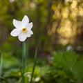 narcissus pseudonarcissus commonly known as wild daffodil or Lent lily in spring protected area Royalty Free Stock Photo