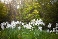 narcissus pseudonarcissus commonly known as wild daffodil or Lent lily in spring protected area Royalty Free Stock Photo