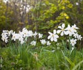 narcissus pseudonarcissus commonly known as wild daffodil or Lent lily in spring protected area Royalty Free Stock Photo