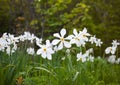 narcissus pseudonarcissus commonly known as wild daffodil or Lent lily in spring protected area Royalty Free Stock Photo