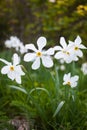 narcissus pseudonarcissus commonly known as wild daffodil or Lent lily in spring protected area Royalty Free Stock Photo