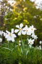 narcissus pseudonarcissus commonly known as wild daffodil or Lent lily in spring protected area Royalty Free Stock Photo