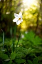 narcissus pseudonarcissus commonly known as wild daffodil or Lent lily in spring protected area Royalty Free Stock Photo