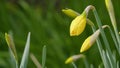 Narcissus Pseudonarcissus Or Commonly Known As Wild Daffodil Or Lent Lily. Daffodil Or Trumpet Narcissus. Royalty Free Stock Photo