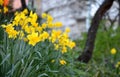 Narcissus pseudonarcissus detail in park public yellow flowers smell spring time green city