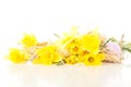 Narcissus pseudonarcissus with easter eggs Royalty Free Stock Photo